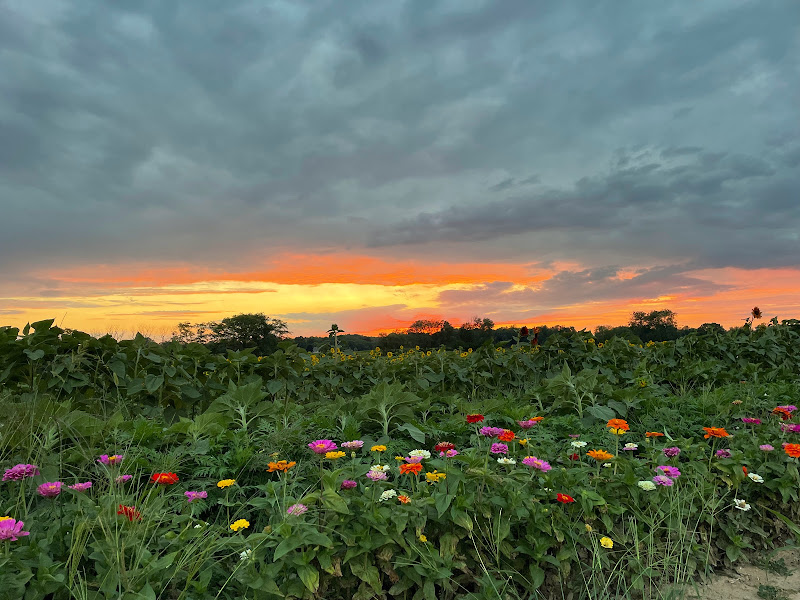 Jacob's Fresh Farm photo 3