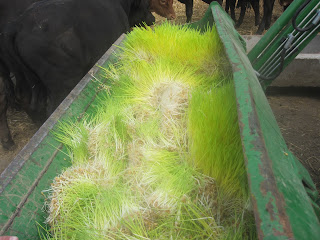 Pastimes Bakery & Family Farm