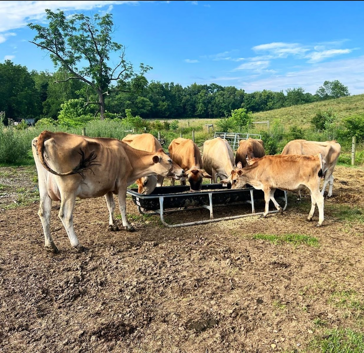 Daily Grace Farm
