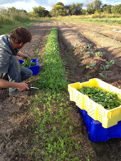 Mark and Mary's City Farm photo 3