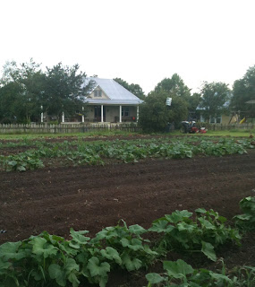 Mark and Mary's City Farm photo 8
