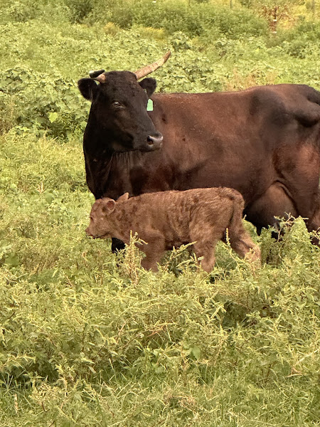 Rocking H Dexter Ranch