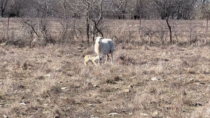 Real-Ranch LLC photo 3