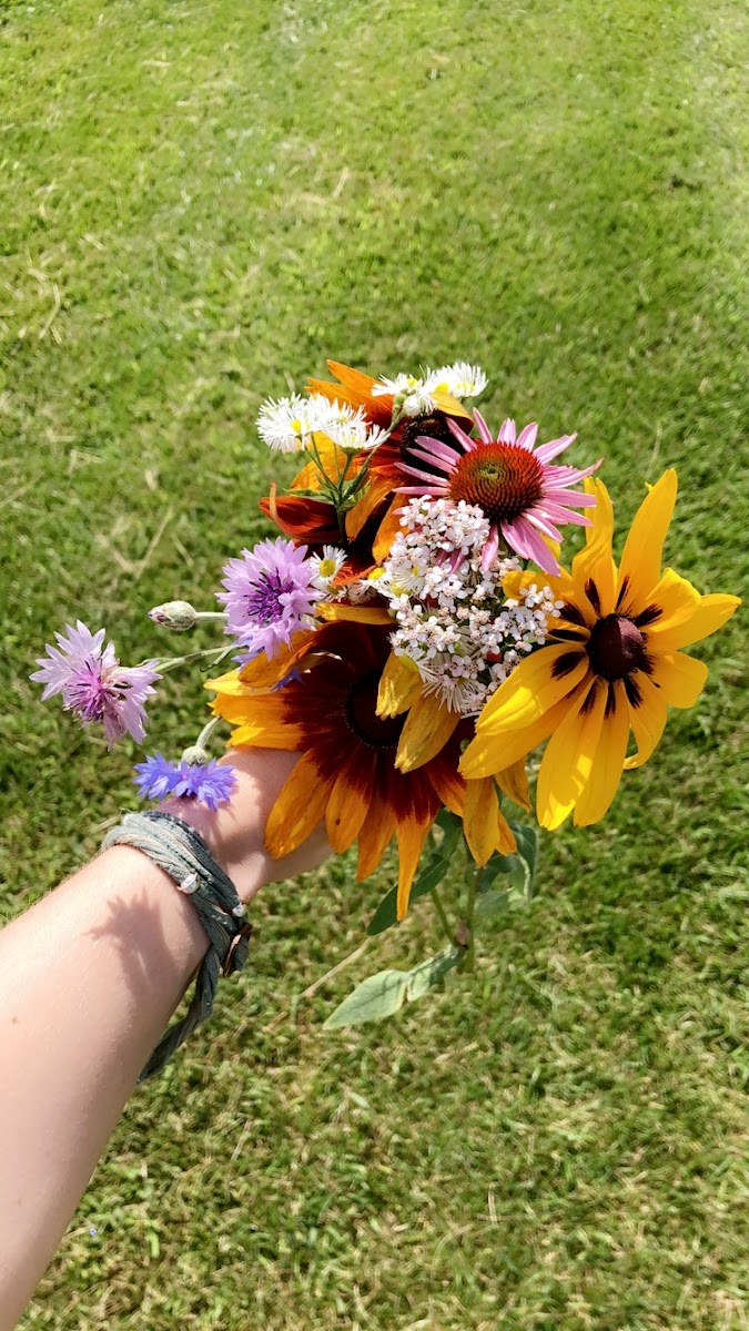 Pebble Hall Wildflowers and Herbs