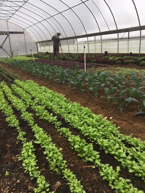 Patchwork Family Farm photo 4