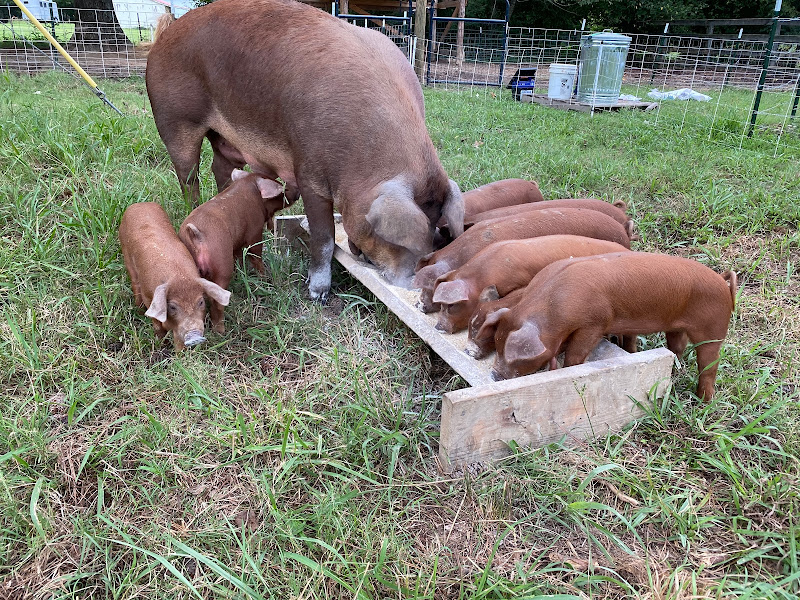 Maranatha Farms photo 2