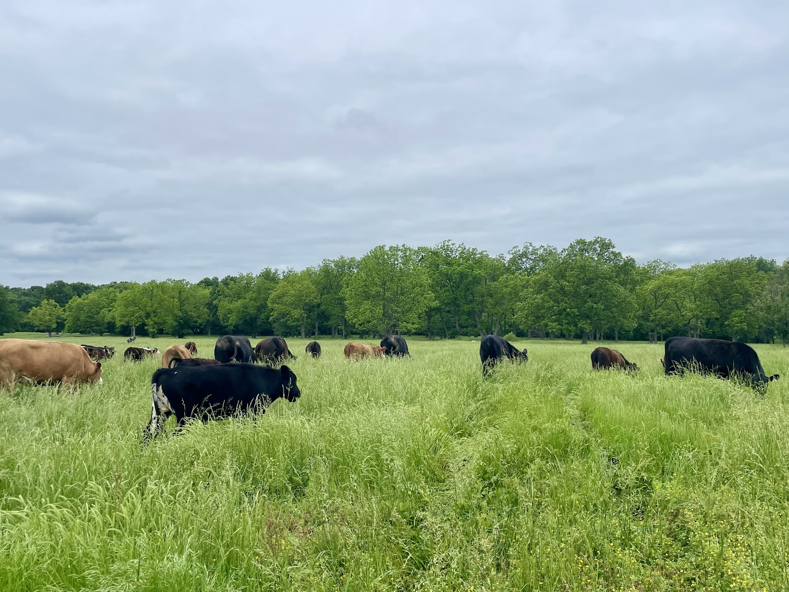 Red Stick Ranch photo 2