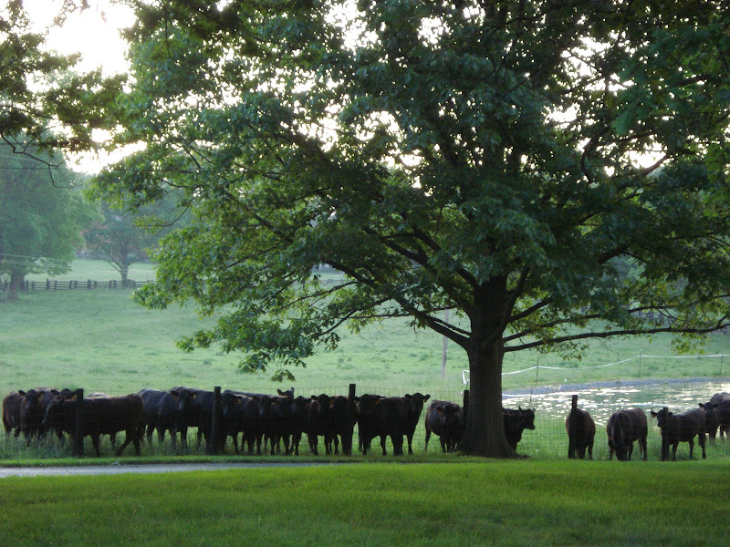 Ironstone Springs Farm