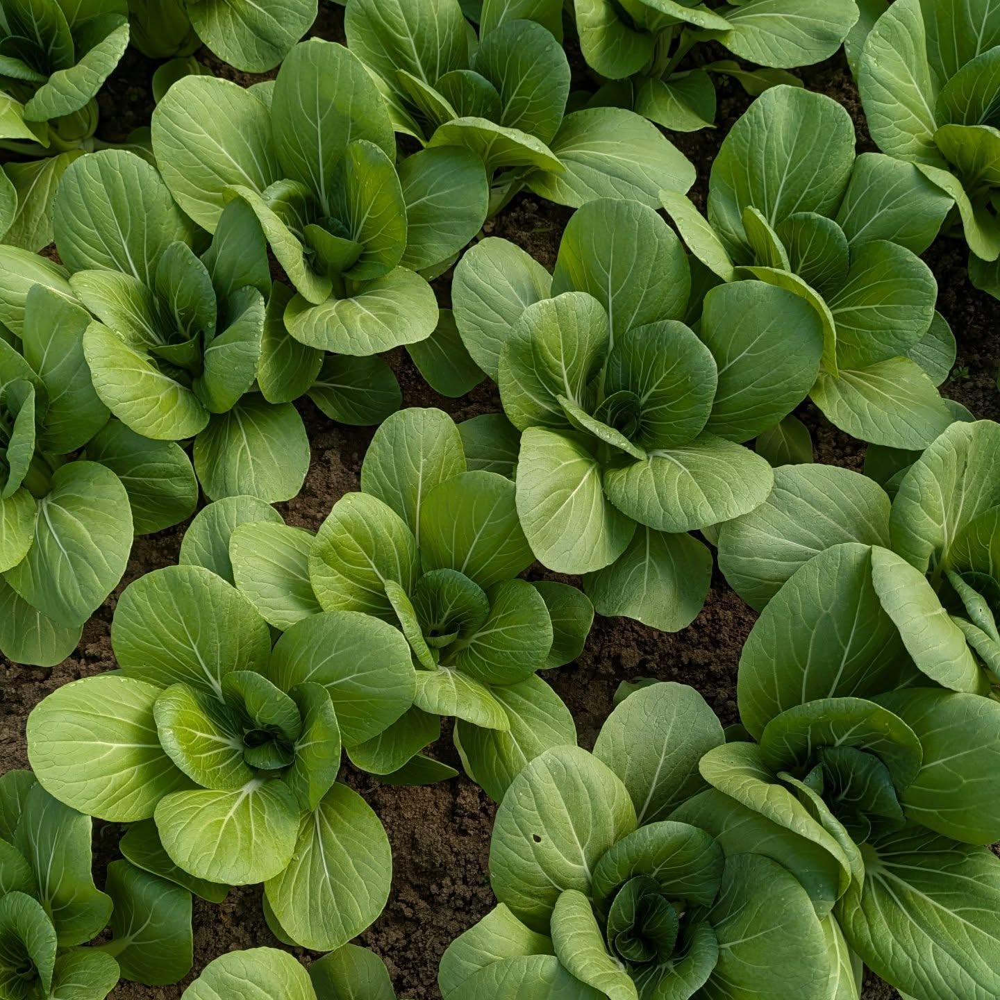 Three Creeks Produce photo 4