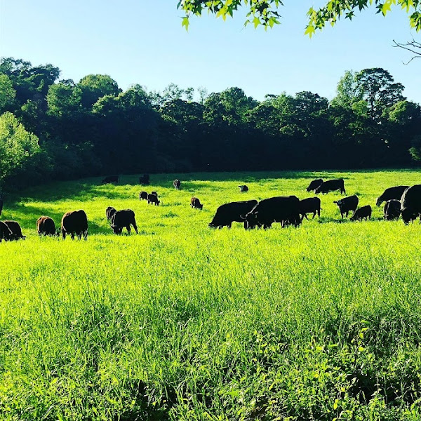 Parker Farms Cattle & Company