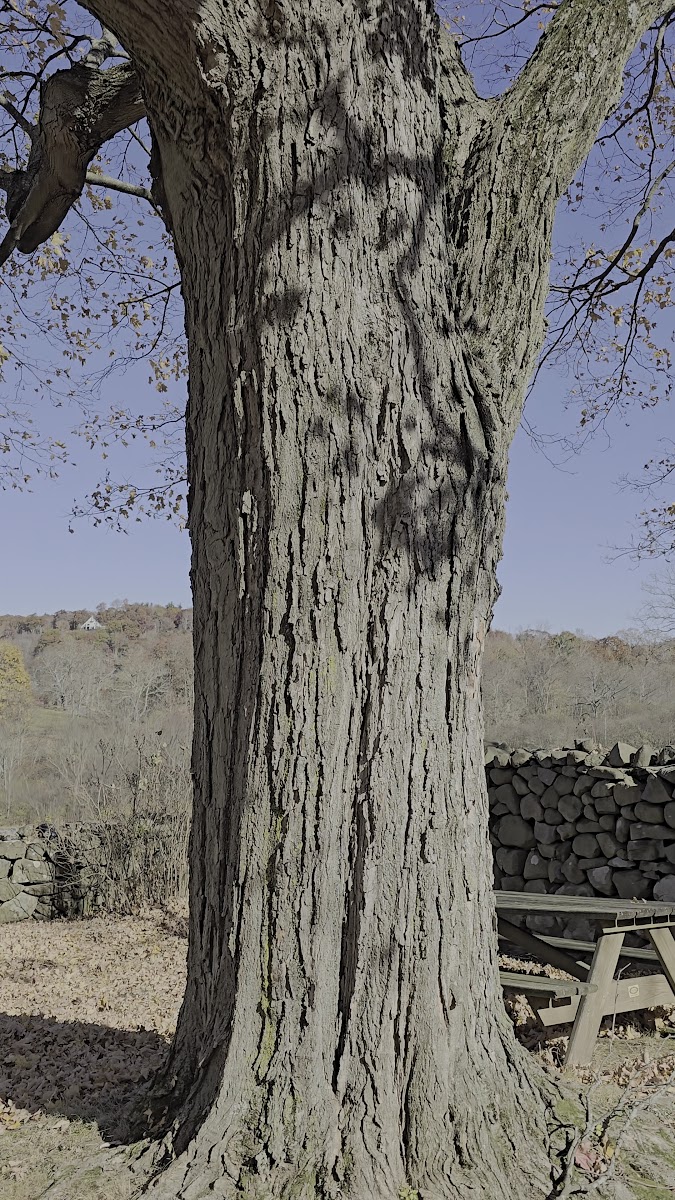 Hill-Stead Museum Farmers Market photo 3