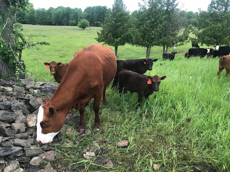 B&B Farms - Michigan Grass-Fed Beef