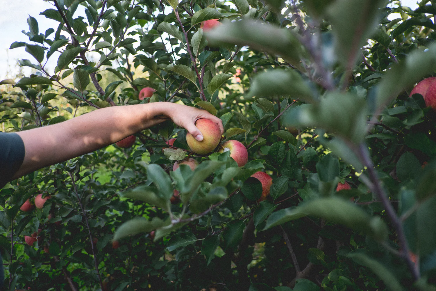 Robson Farm and Greenhouse