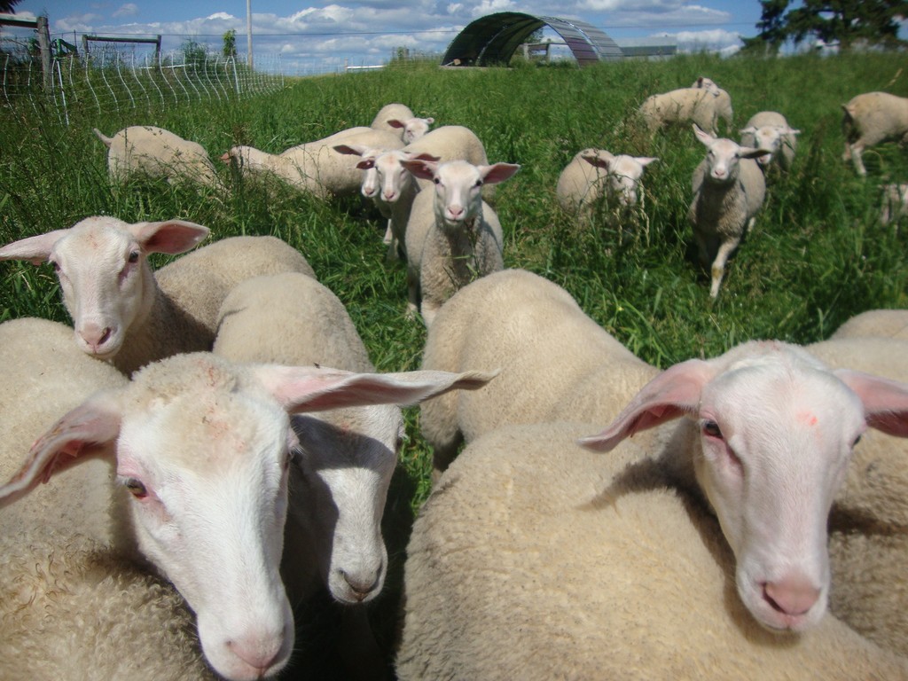 Black Pearl Creamery