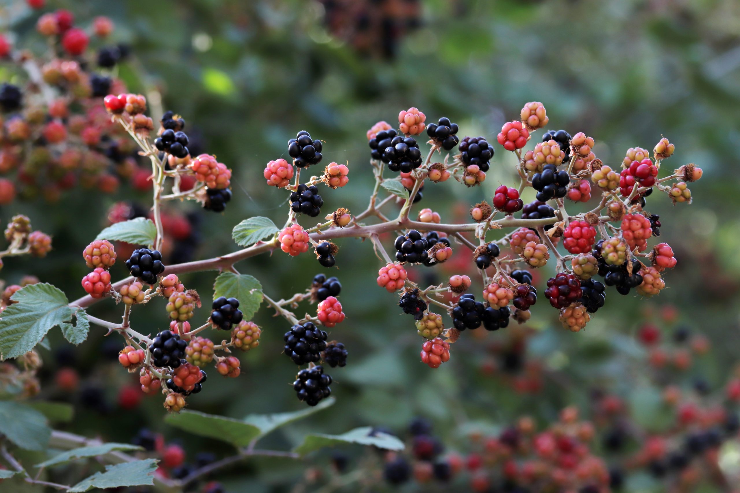 Zimmerman's Berry Farm photo 2