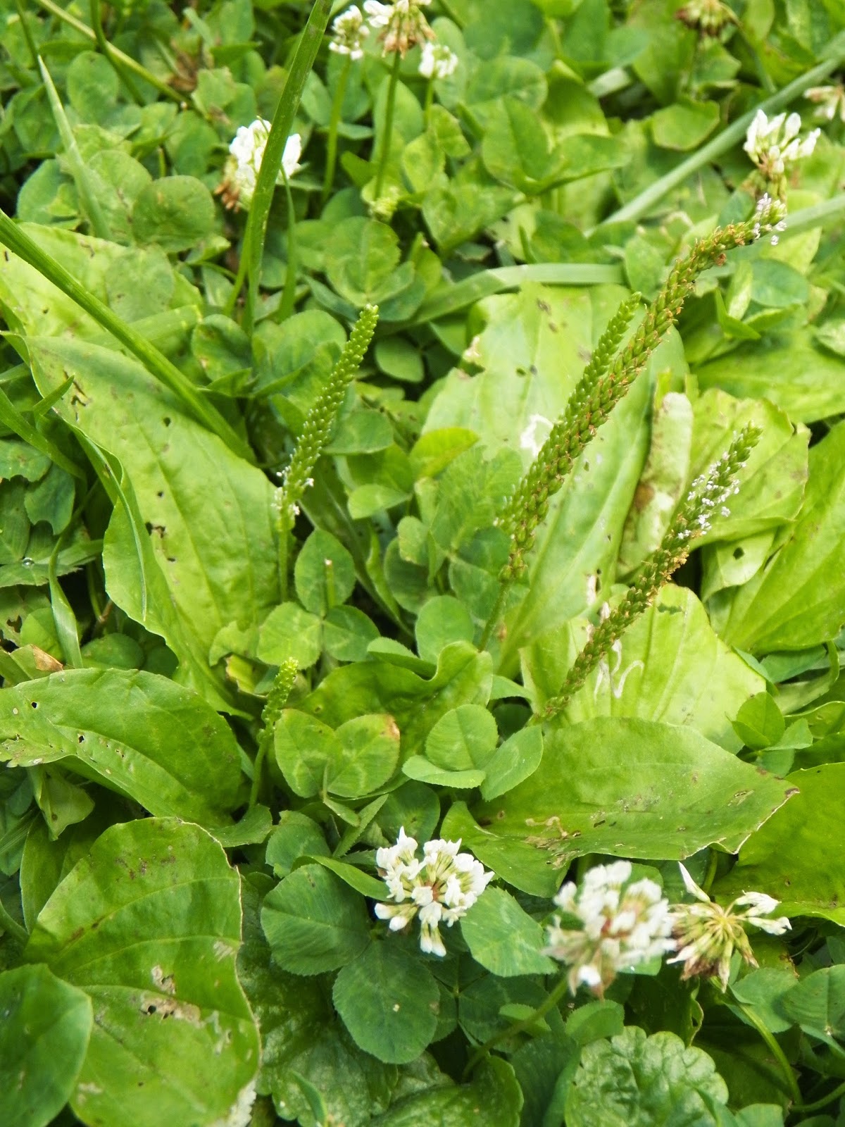 Simple Delights Farm