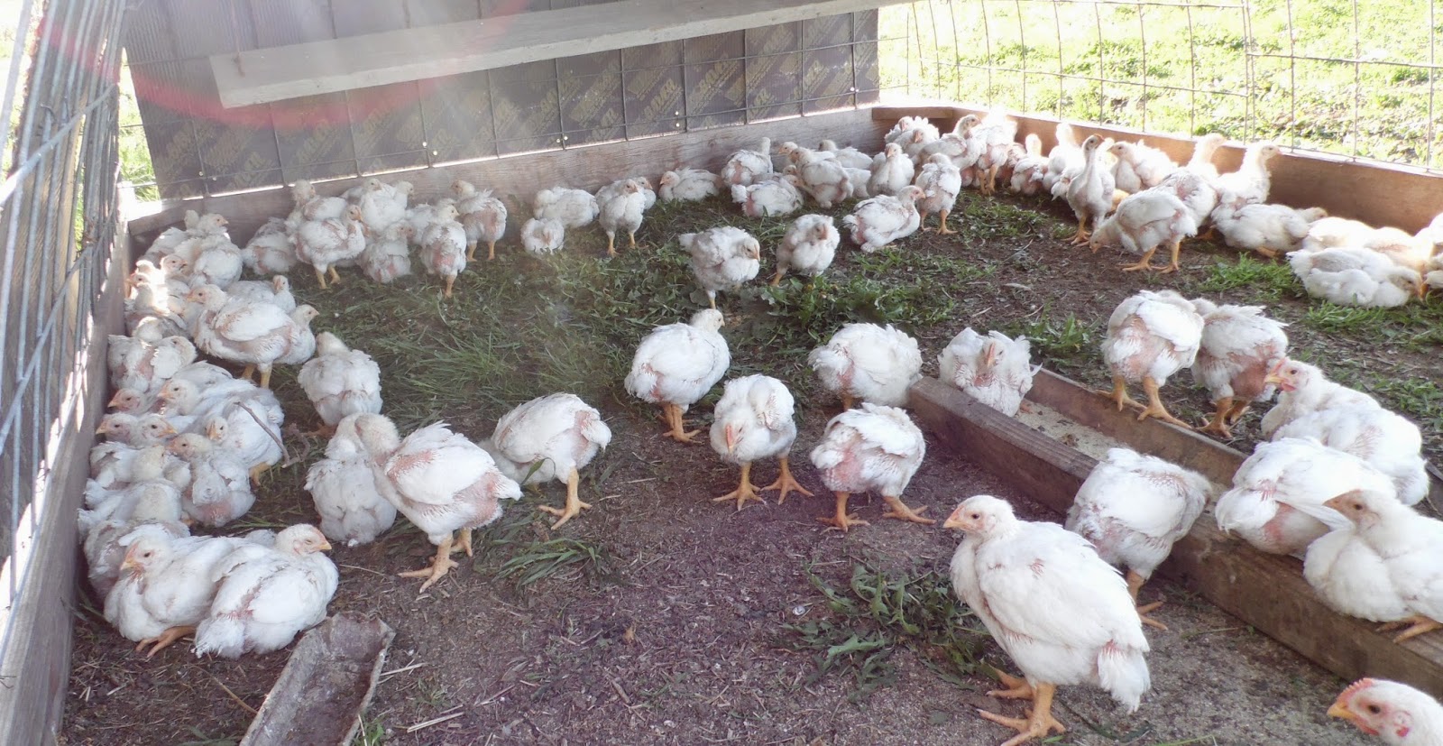 Simple Delights Farm photo 11