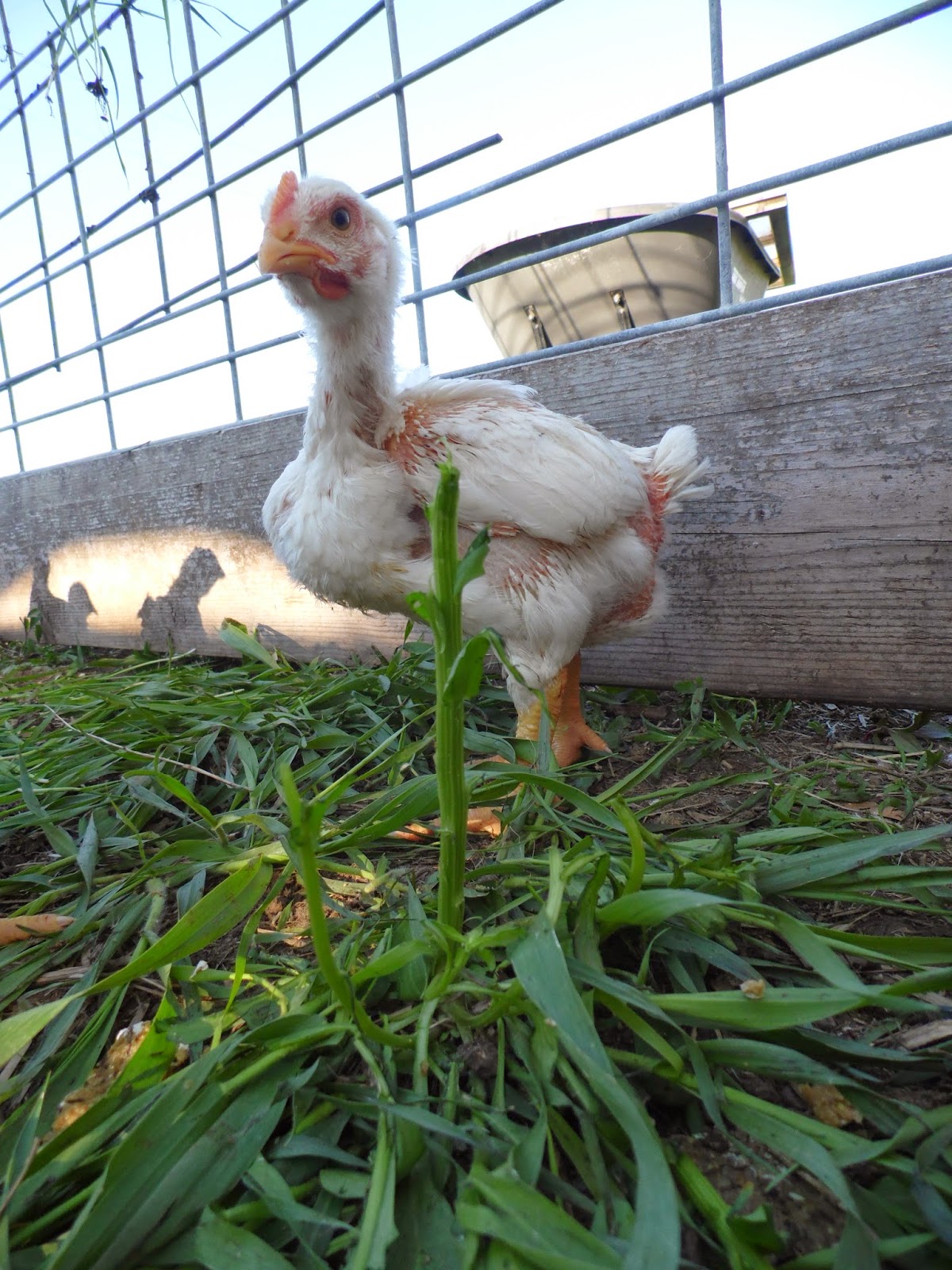 Simple Delights Farm photo 3