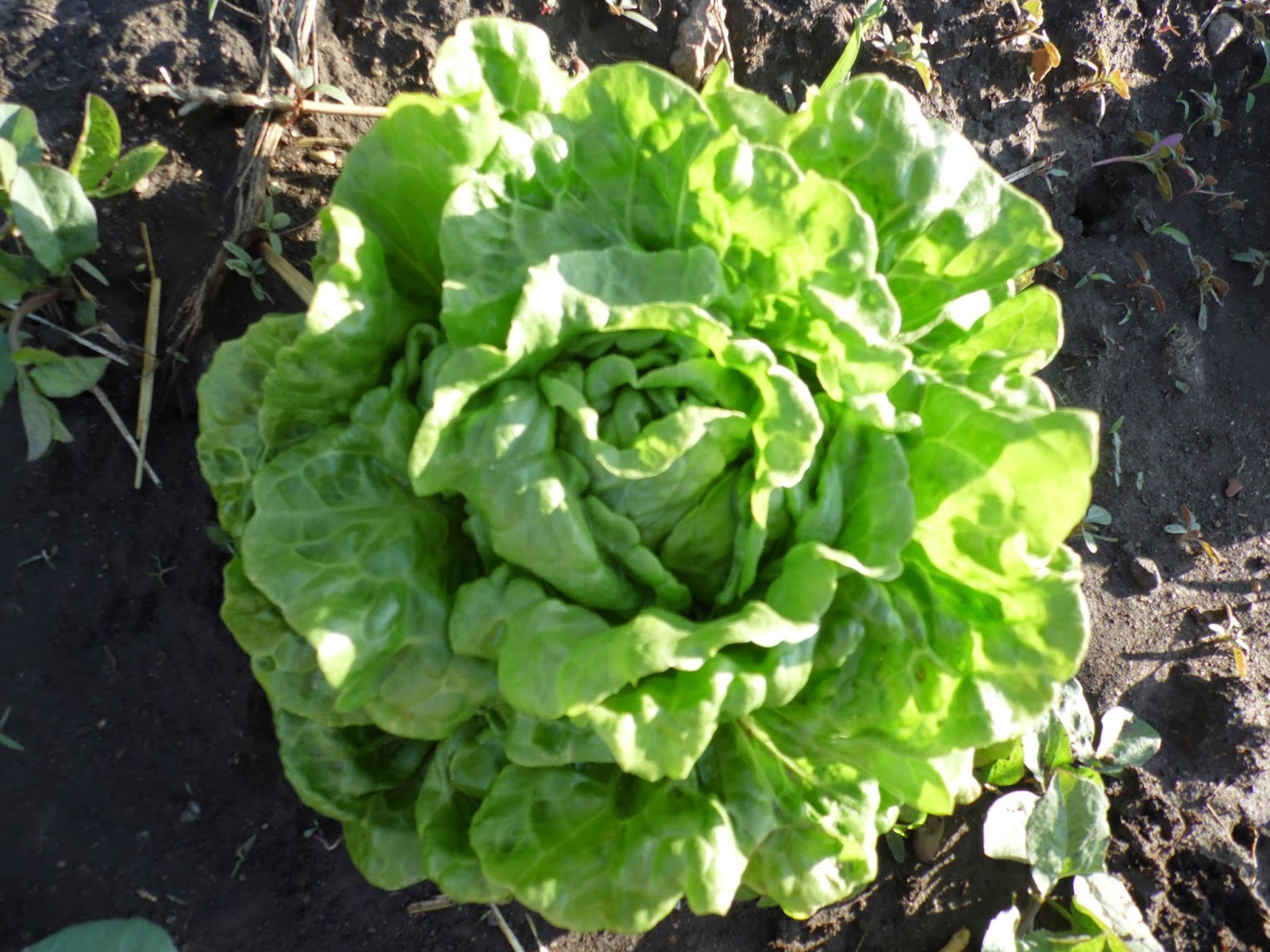 Simple Delights Farm photo 4