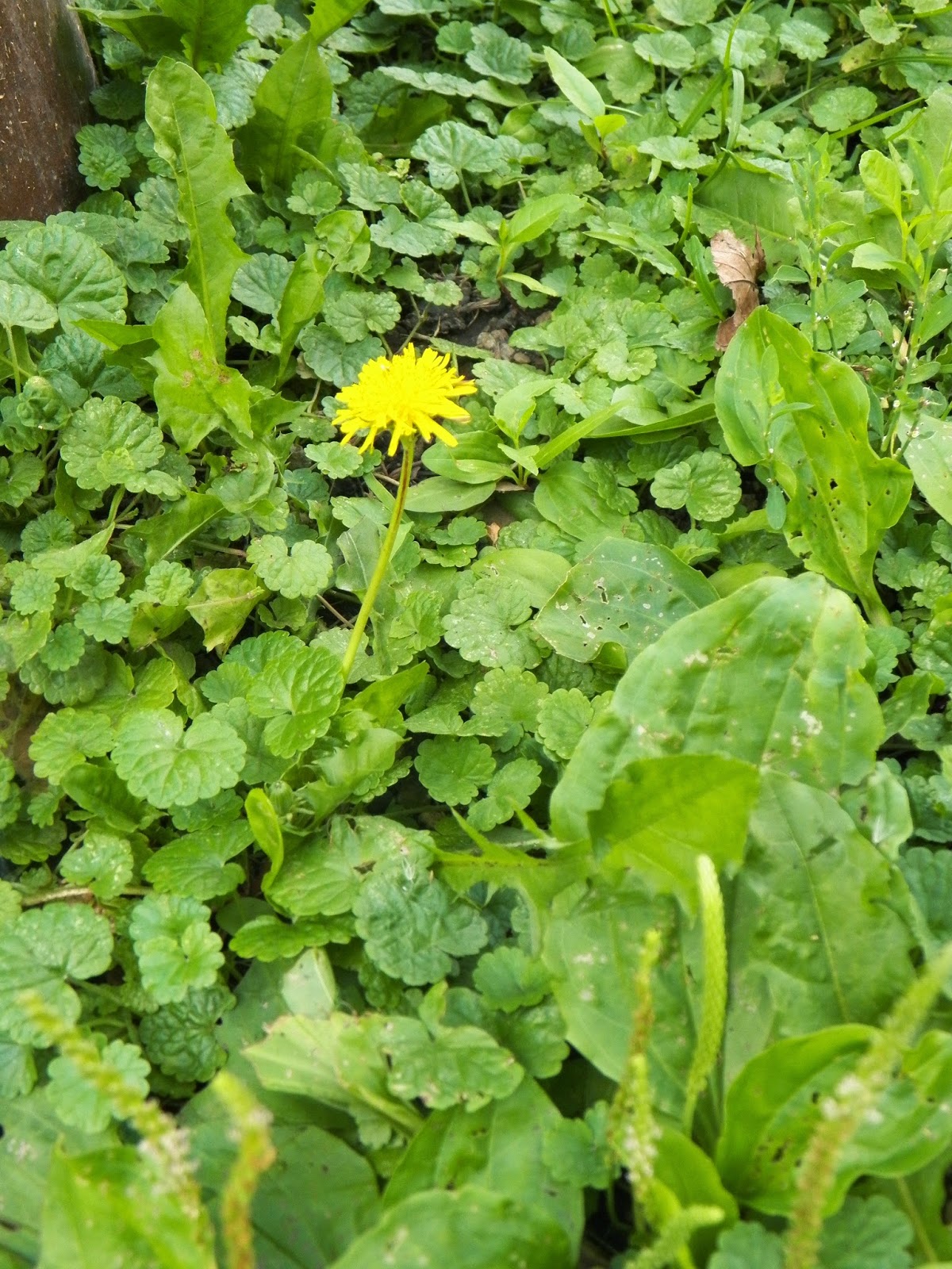 Simple Delights Farm photo 8