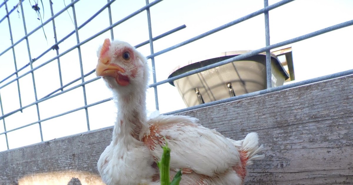 Simple Delights Farm photo 10