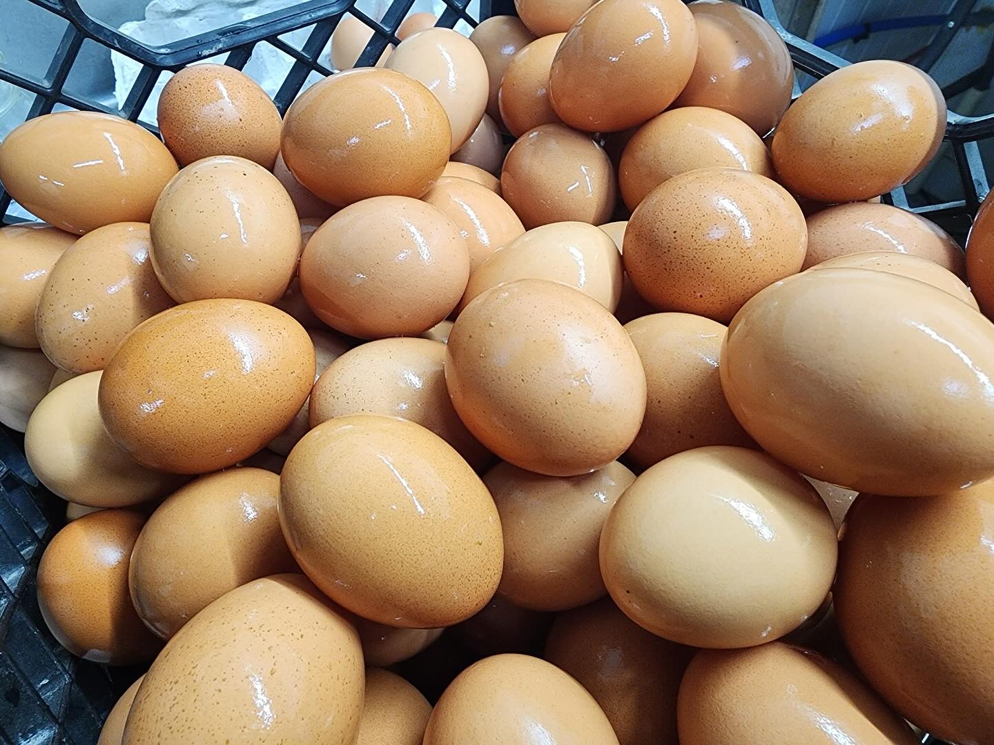 T. Moise Farms photo 8