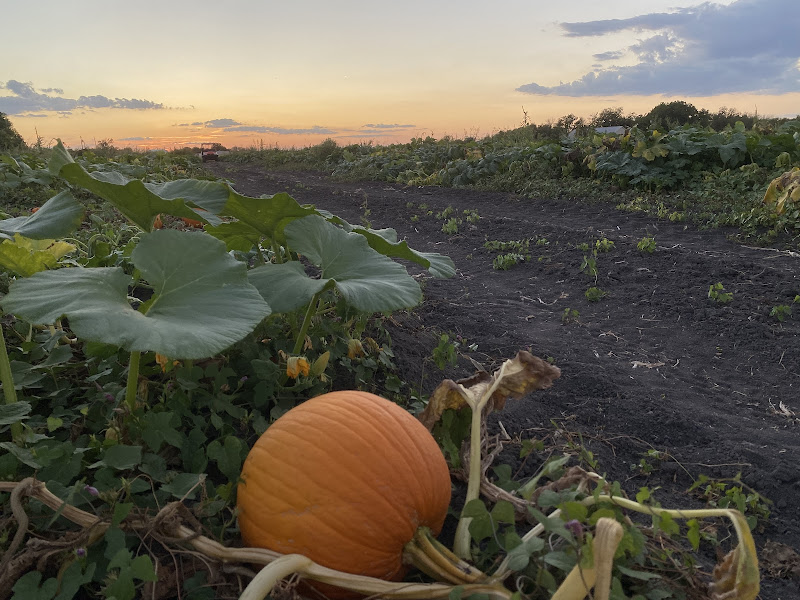 Braune Farms Beef photo 12
