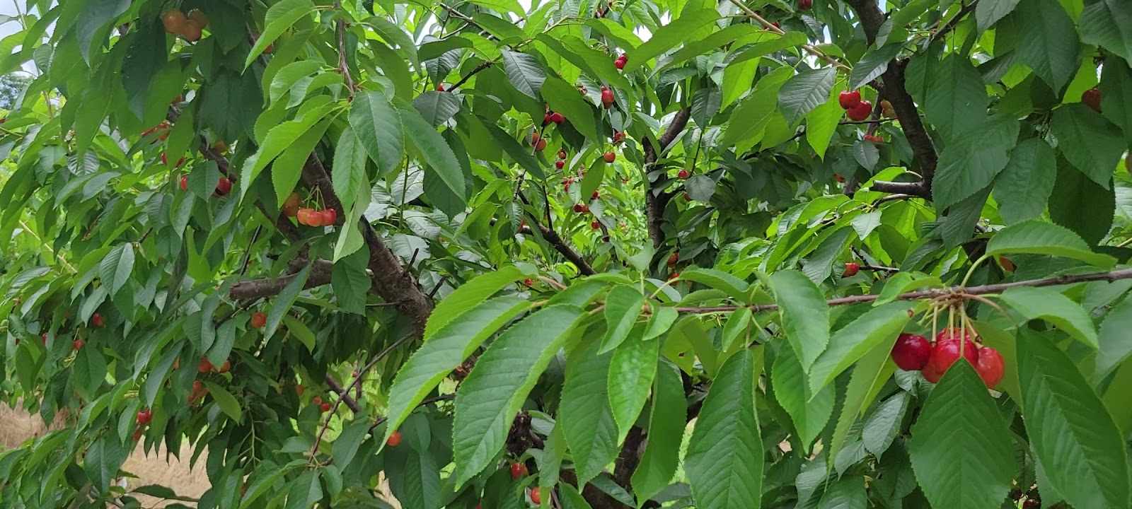 Grange Fruit Farm photo 4