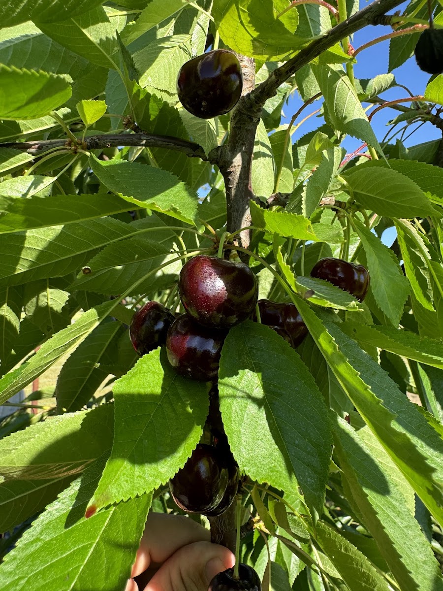 Grange Fruit Farm photo 5