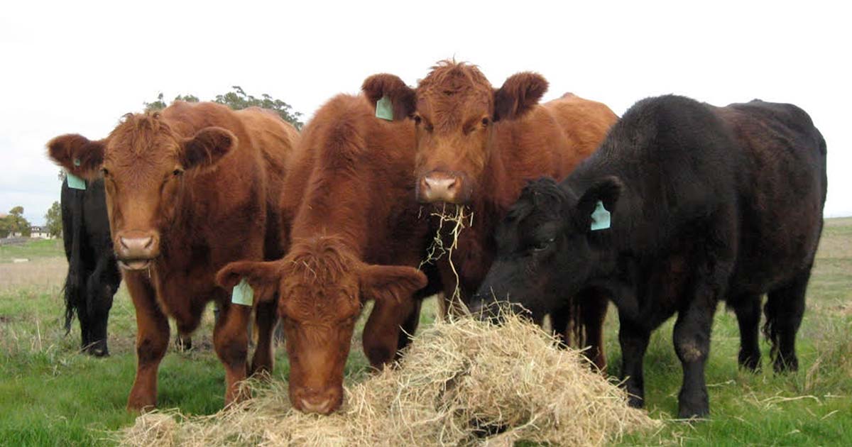 Turner Grass Fed Beef