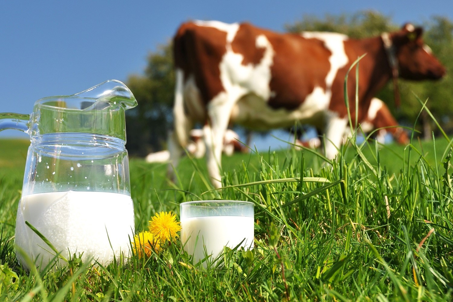 Hoosier Heritage Farm photo 9