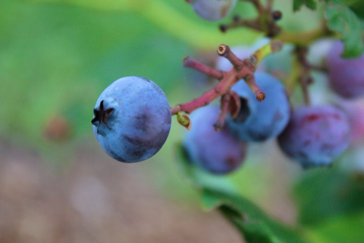 Thunderbird Berry Farm