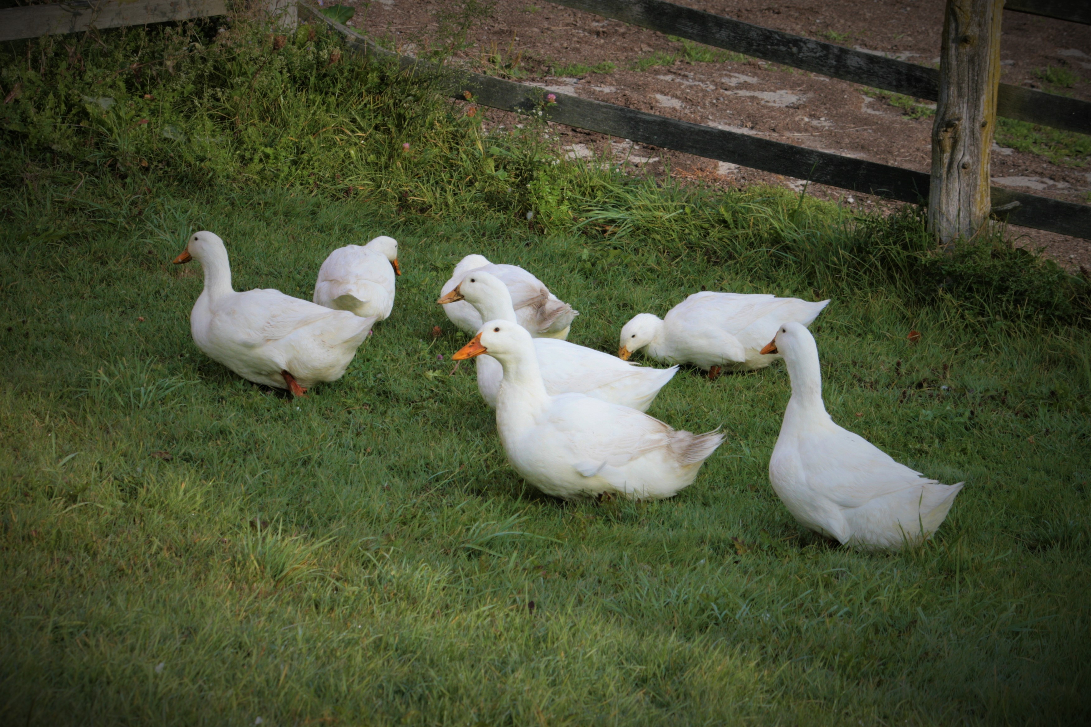 Cedar Swamp Homestead