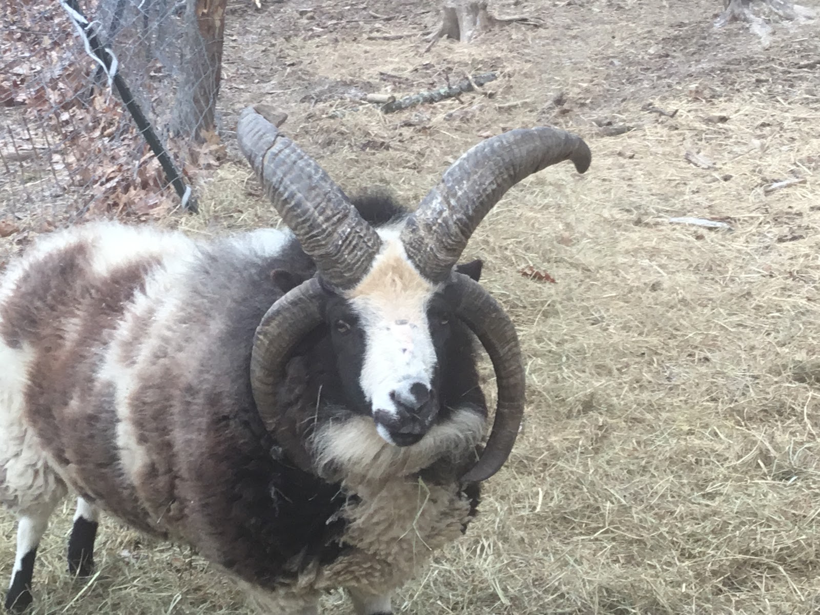 Foxtail Farmstead LLC photo 2
