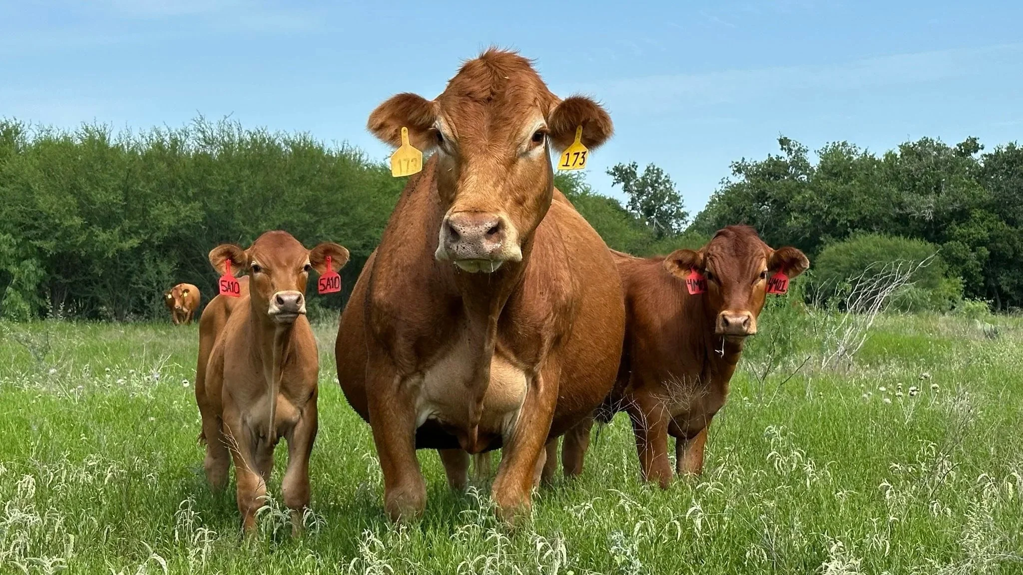 Behind the Oaks Farm