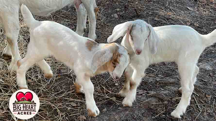Big Heart Acres Farm photo 3