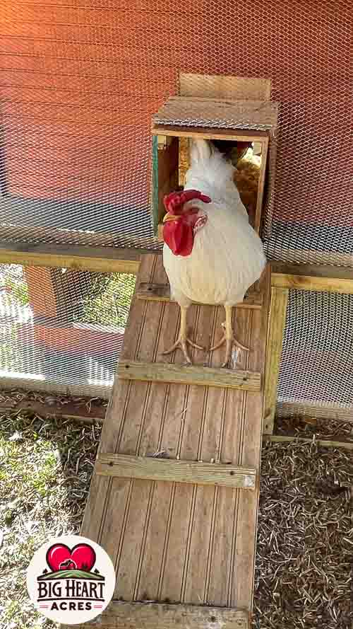 Big Heart Acres Farm photo 4