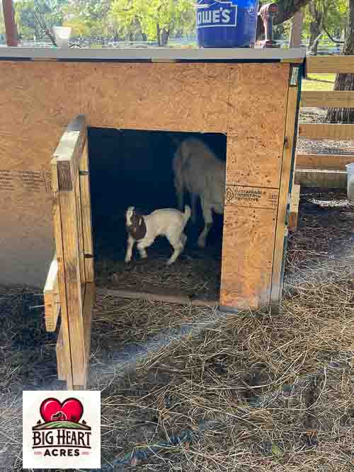 Big Heart Acres Farm photo 5