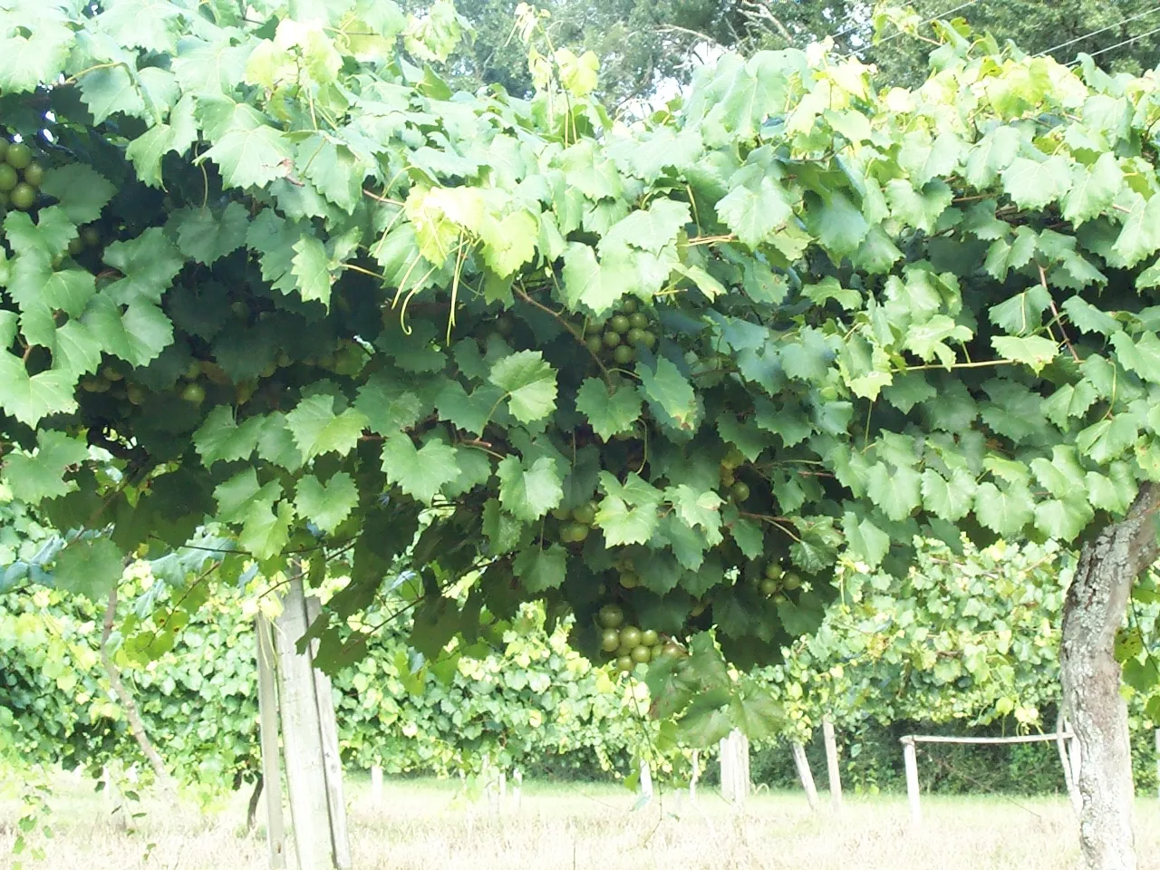 Windy Hill Vineyard photo 5