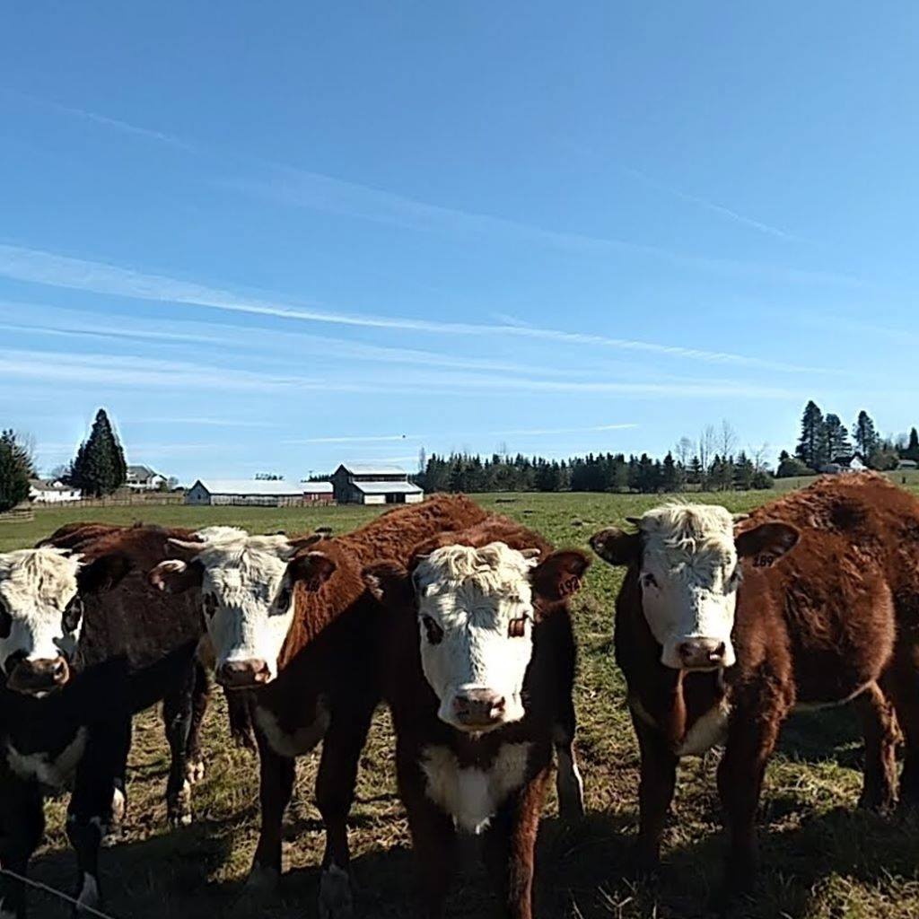 Carpenter's Corner Beef