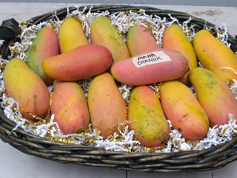 Pine Island Botanicals / The Sprout Queen