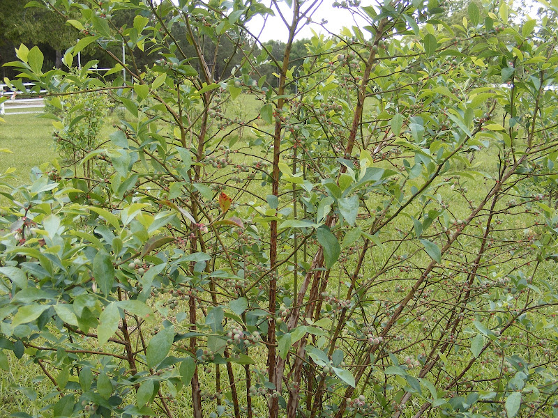 Blueberry Hill U-Pick photo 2