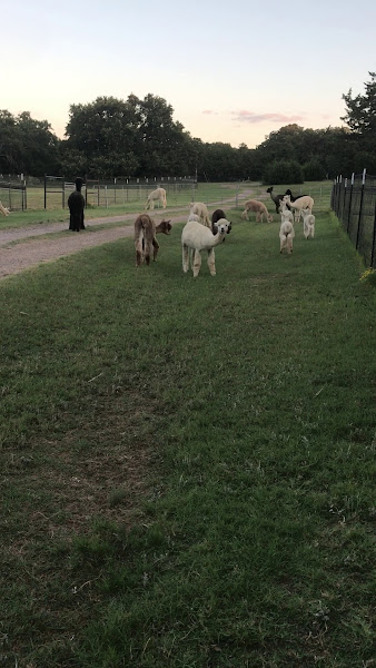 Aubrey Oaks Alpacas photo 7