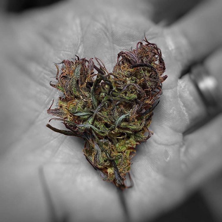 Vermont Farmers Hemp Company