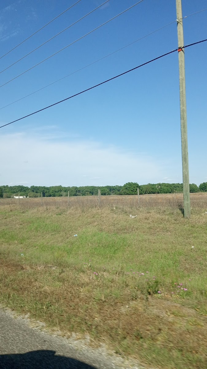 Lone Oak Farms photo 2