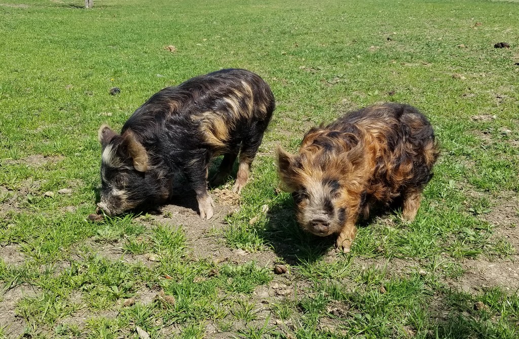 DD Acres