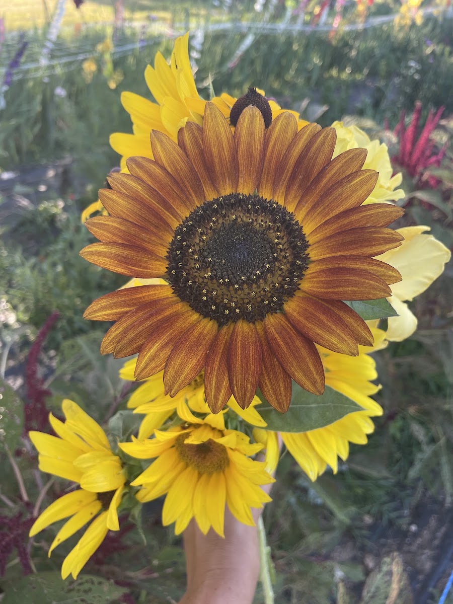 Sacred Hollow Farm photo 5