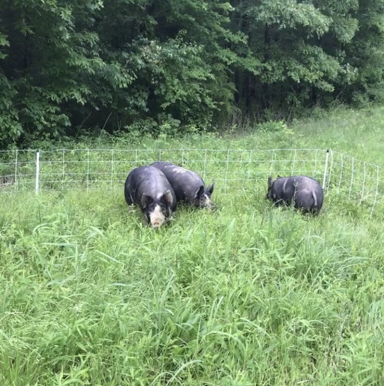 McCombs Farm photo 4