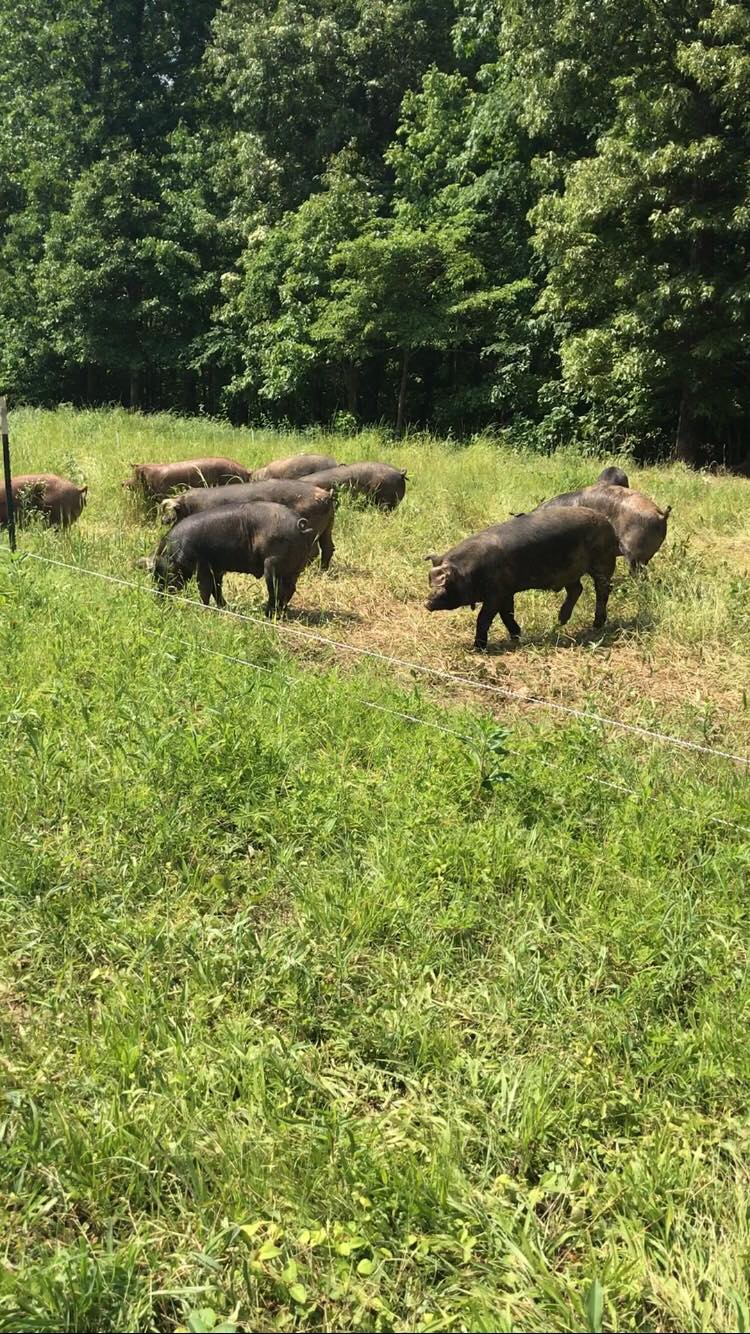 McCombs Farm