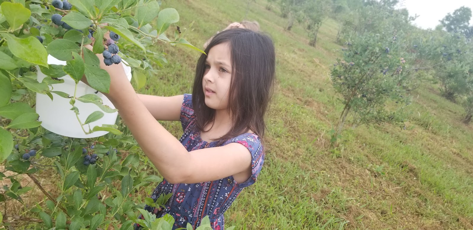 Barber Berry Farm, LLC photo 2